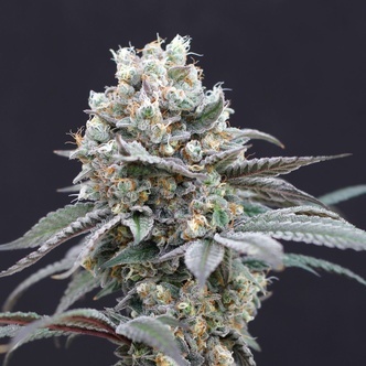 The Clash (Exotic Seed) feminiserade
