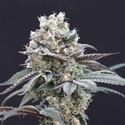 The Clash (Exotic Seeds) Feminiserade