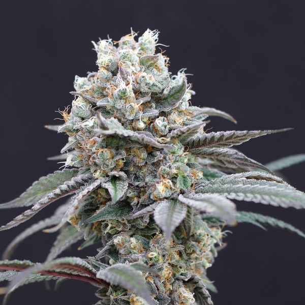 The Clash (Exotic Seeds) Feminiserade