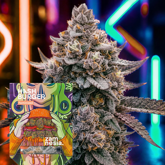 Hash Burger (Zamnesia Seeds) Feminiserade