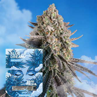 Blue Dream Fast Version (Zamnesia Seeds) feminiserade