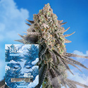 Blue Dream Fast Version (Zamnesia Seeds) Feminiserade