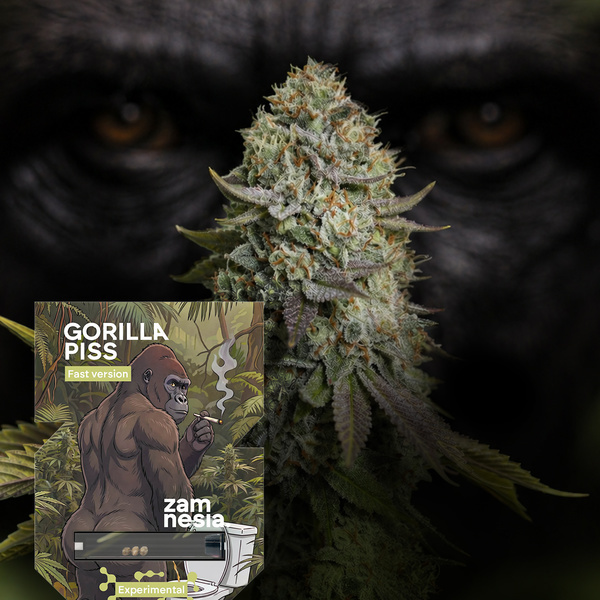 Gorilla Piss Fast Version (Zamnesia Seeds) Feminiserade