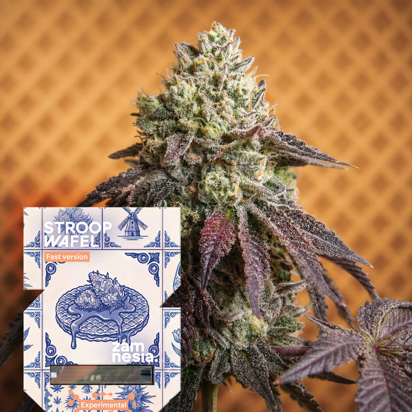 Stroopwafel Fast-versionen (Zamnesia Seeds) Feminiserade