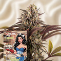 Cream Pie snabbversion (Zamnesia Seeds) Feminiserade