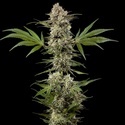 Banana Runtz F1 (Barney's Farm) Feminiserade