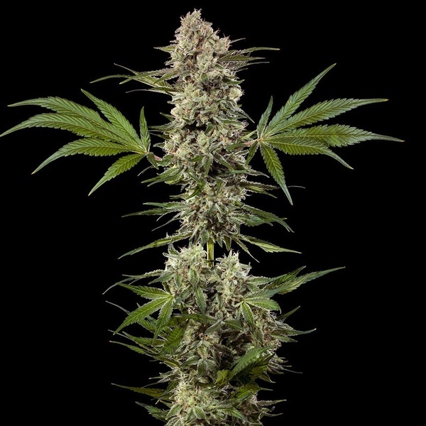 Banana Runtz F1 (Barney's Farm) Feminiserade