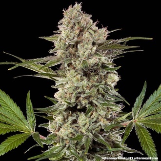 Banana Runtz F1 (Barney's Farm) Feminiserade