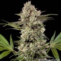 Banana Runtz F1 (Barney's Farm) Feminiserade