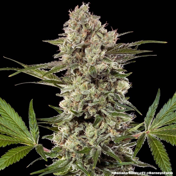 Banana Runtz F1 (Barney's Farm) Feminiserade