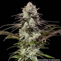 London Pound Cake F1 (Barney's Farm) Feminiserade