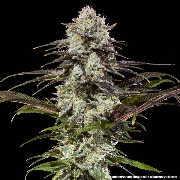 London Pound Cake F1 (Barney's Farm) Feminiserade