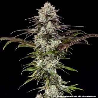 London Pound Cake F1 (Barney's Farm) Feminiserade
