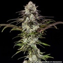 London Pound Cake F1 (Barney's Farm) Feminiserade