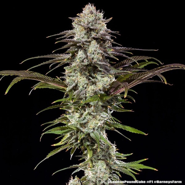 London Pound Cake F1 (Barney's Farm) Feminiserade