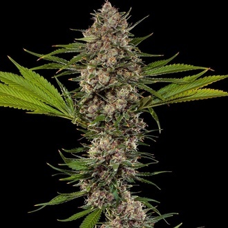 MAC 1 F1 (Barney's Farm) Feminiserade