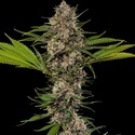 MAC 1 F1 (Barney's Farm) Feminiserade