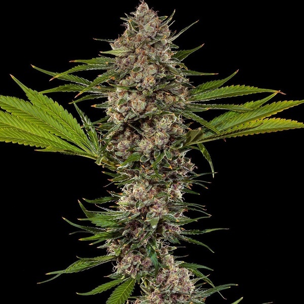 MAC 1 F1 (Barney's Farm) Feminiserade