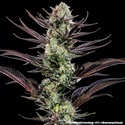 Thin Mint Frosting F1 (Barney's Farm) Feminiserade