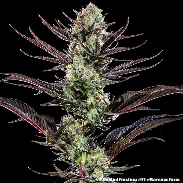 Thin Mint Frosting F1 (Barney's Farm) Feminiserade