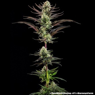 Thin Mint Frosting F1 (Barney's Farm) Feminiserade