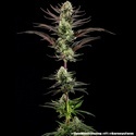 Thin Mint Frosting F1 (Barney's Farm) Feminiserade