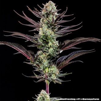 Thin Mint Frosting F1 (Barney's Farm) Feminiserade