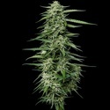 Blueberry Honey (Humboldt Seed Company) Feminiserade