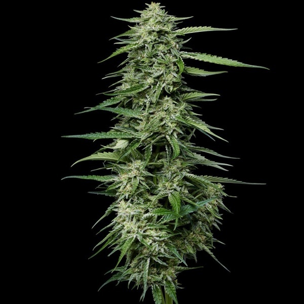 Blueberry Honey (Humboldt Seed Company) Feminiserade