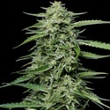 Blueberry Honey (Humboldt Seed Company) Feminiserade