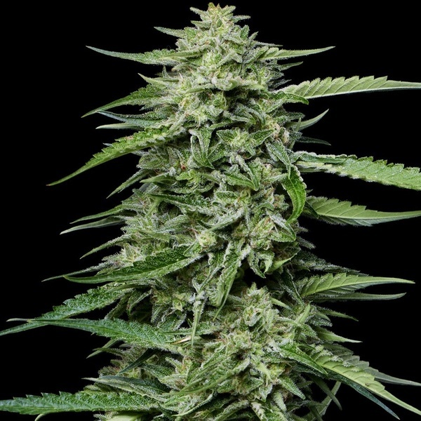 Blueberry Honey (Humboldt Seed Company) Feminiserade