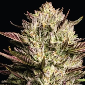 California Octane Triploid (Humboldt Seed Company) Feminiserade