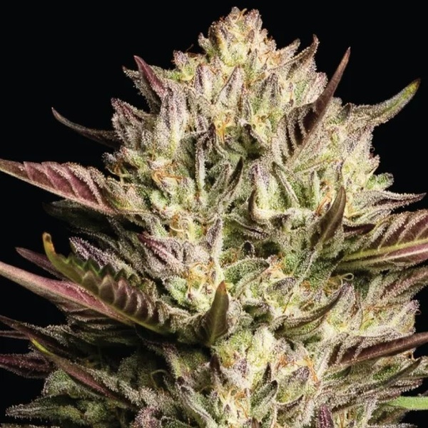 California Octane Triploid (Humboldt Seed Company) Feminiserade