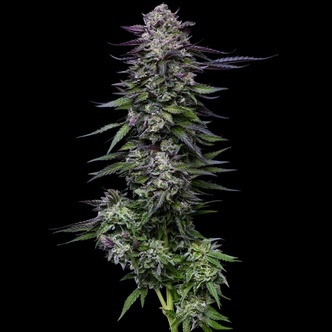 Candy Hustle (Humboldt Seed Company) feminiserade