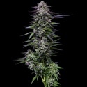 Candy Hustle (Humboldt Seed Company) Feminiserade