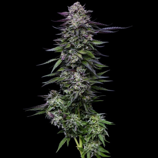 Candy Hustle (Humboldt Seed Company) Feminiserade