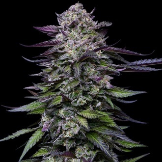 Candy Hustle (Humboldt Seed Company) Feminiserade