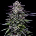 Candy Hustle (Humboldt Seed Company) Feminiserade