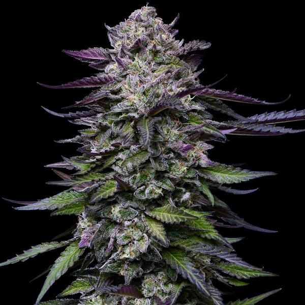 Candy Hustle (Humboldt Seed Company) Feminiserade