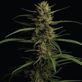 Caribbean Queen (Humboldt Seed Company) feminiserade