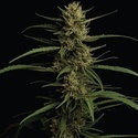 Caribbean Queen (Humboldt Seed Company) Feminiserade