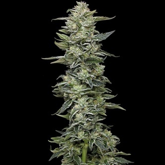 Honey Bear (Humboldt Seed Company) feminiserade