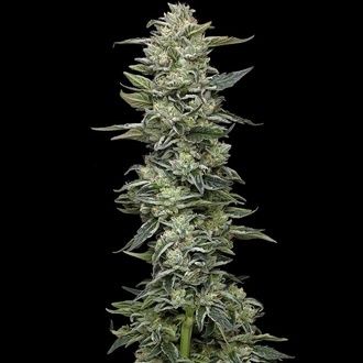 Honey Bear (Humboldt Seed Company) Feminiserade