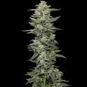 Honey Bear (Humboldt Seed Company) Feminiserade