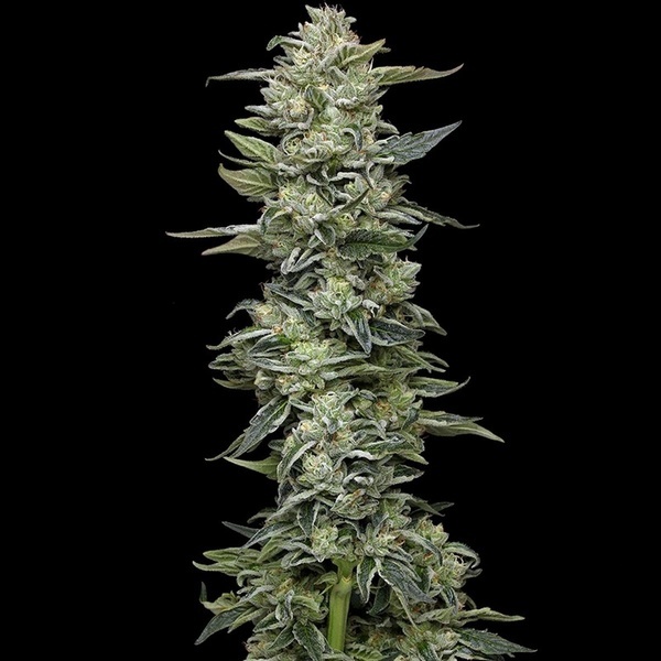 Honey Bear (Humboldt Seed Company) Feminiserade