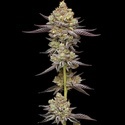 Hyper Za (Humboldt Seed Company) Feminiserade