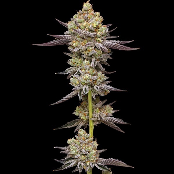 Hyper Za (Humboldt Seed Company) Feminiserade