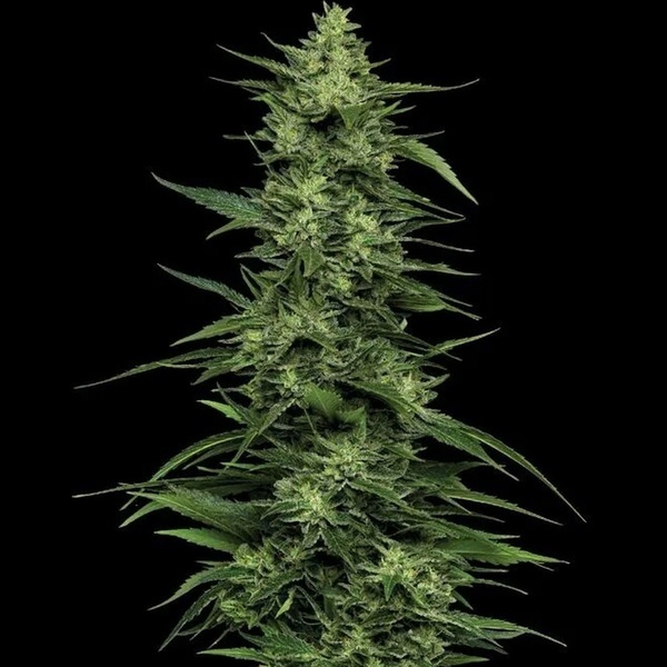 Limez (Humboldt Seed Company) Feminiserade