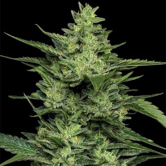 Limez (Humboldt Seed Company) Feminiserade