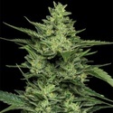 Limez (Humboldt Seed Company) Feminiserade